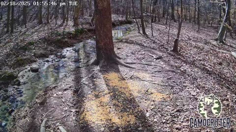 CamoCritter Critter Cam Live Stream