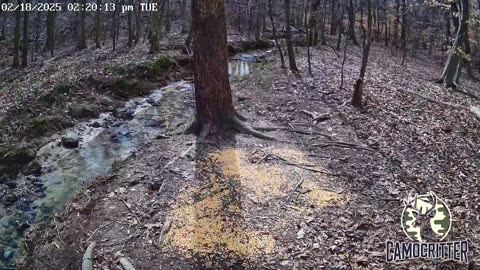 CamoCritter Critter Cam Live Stream