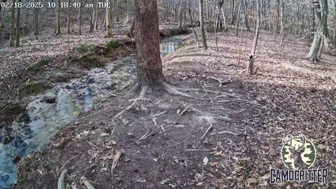 CamoCritter Critter Cam Live Stream