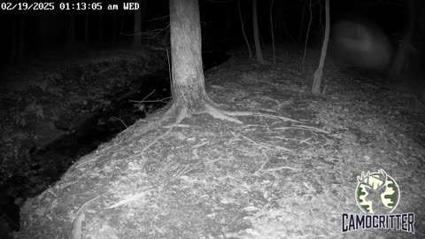 CamoCritter Critter Cam Live Stream