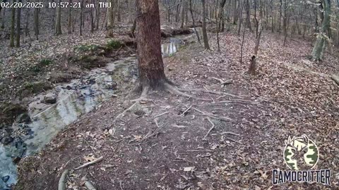 CamoCritter Critter Cam Live Stream