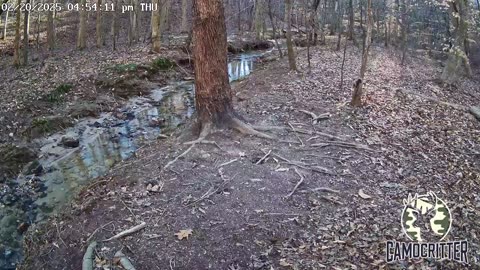 CamoCritter Critter Cam Live Stream