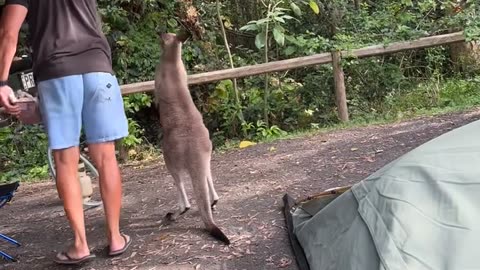 Kangaroo Tries To Steal Camper's Breakfast