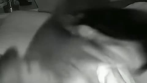 what cats doing at night