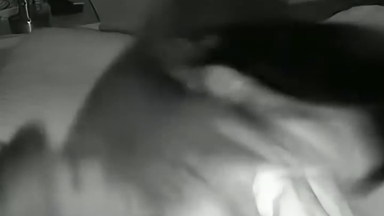 what cats doing at night