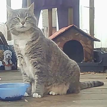 EAS119 - Plotting Cat