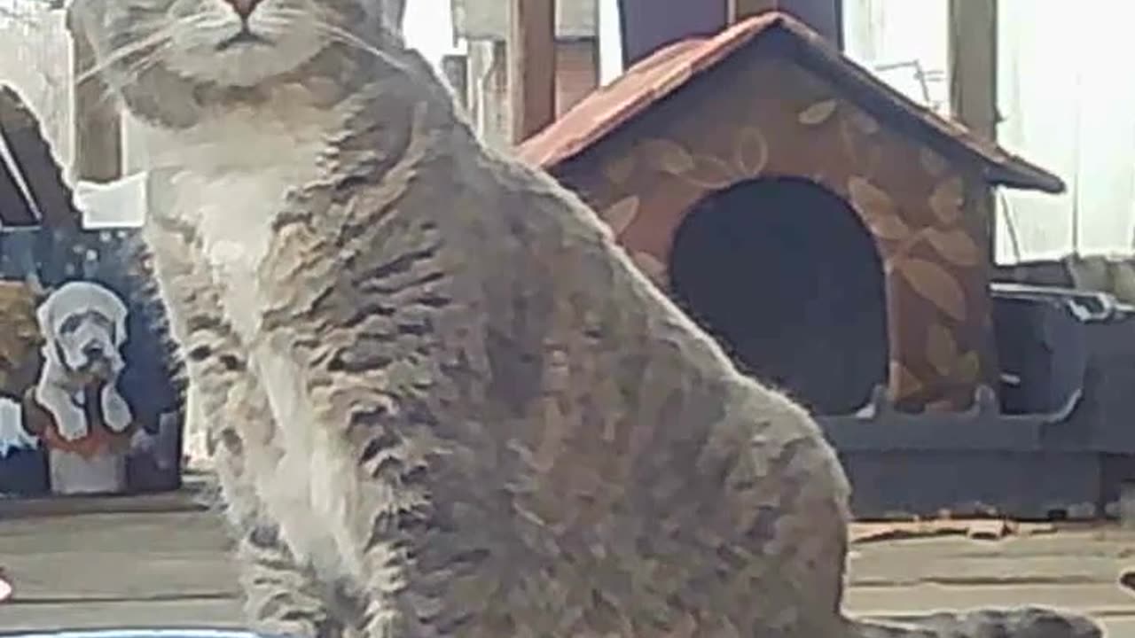 EAS119 - Plotting Cat