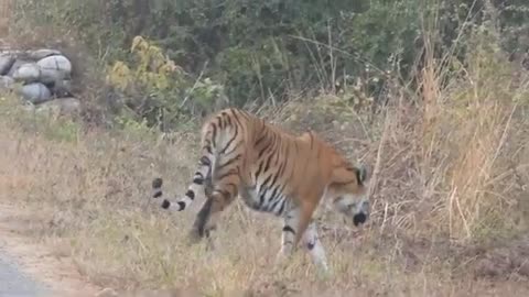 Male Tiger Crossing The Road