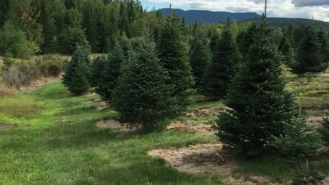 7 Most Popular Christmas Trees 2024: Top Trends