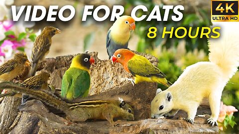 Non-Stop Fun for Your Kitty - The Best Video for Cats with Birds & Mice - CatTV Central PART 1