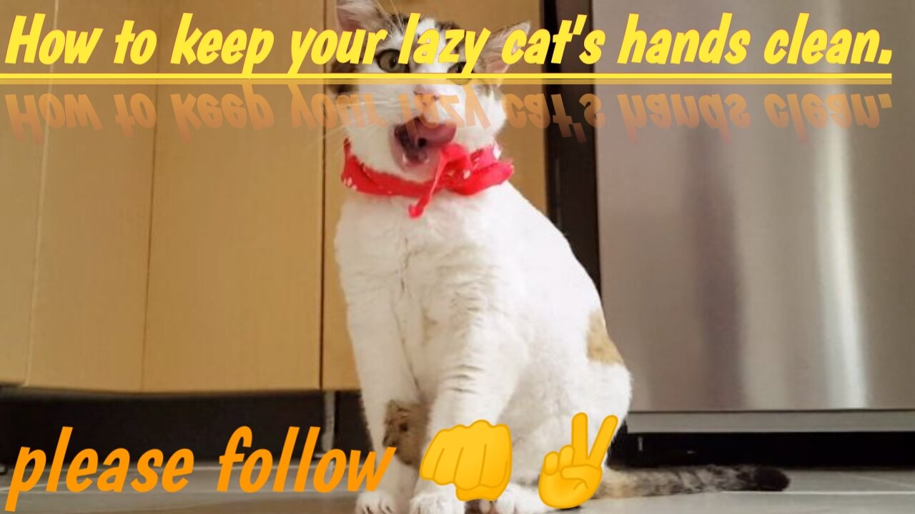 It seems like you're asking for a description of a "cat doing good work." Here’s a fun take on it: