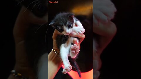 Feeding the Mama 😺 so she can feed the babies 🍼🍼🍼🍼