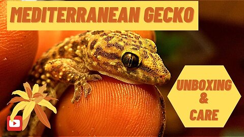 Mediterranean Gecko: Unboxing and Care