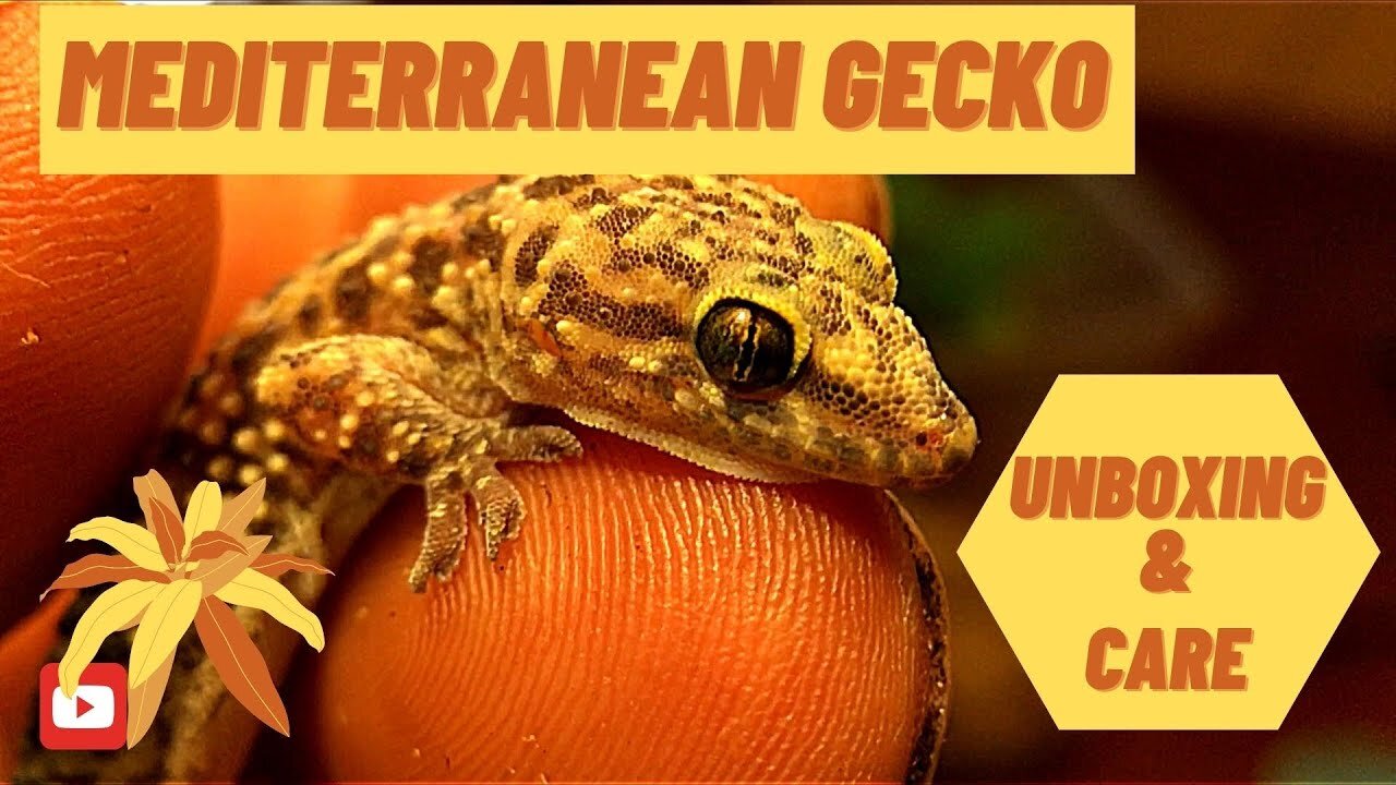 Mediterranean Gecko: Unboxing and Care