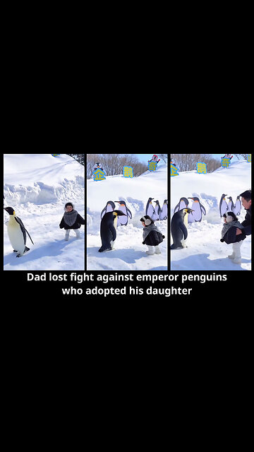 Dad lost fight against emperor penguins who adopted his daughter
