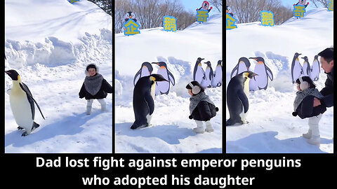 Dad lost fight against emperor penguins who adopted his daughter
