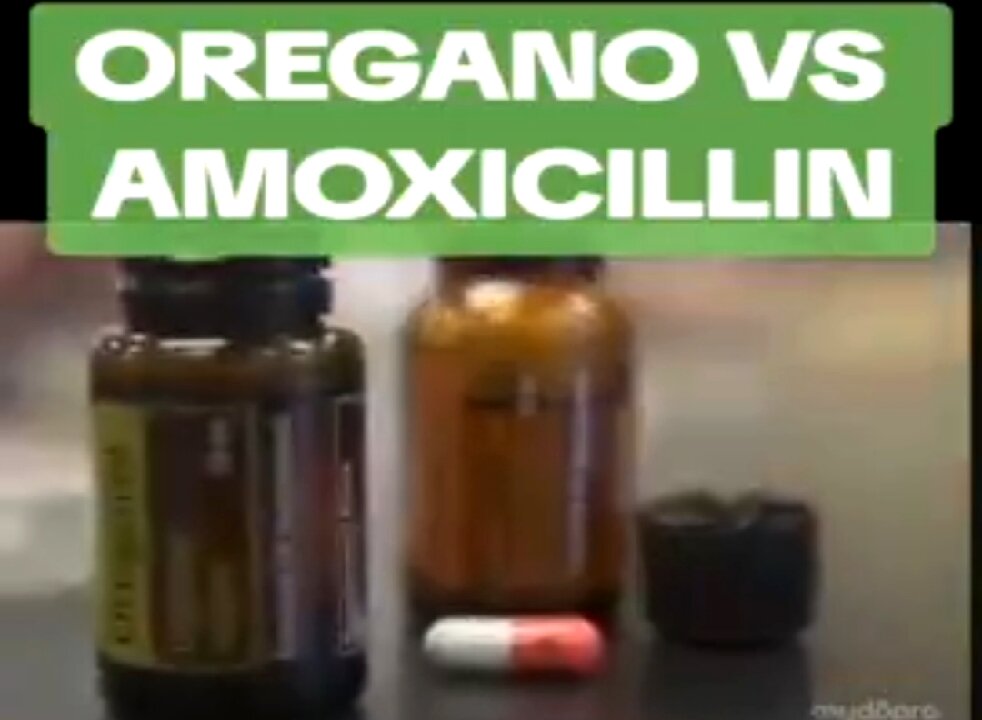 OREGANO VS AMOXICILLIN ❤️