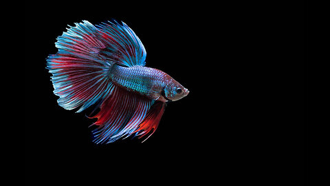 The beauty of betta fish