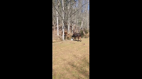 Cows and calves on a sunny afternoon.