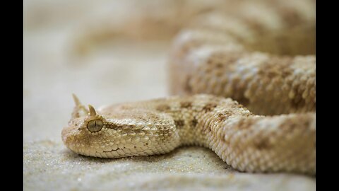 🌿 Horned Viper – The Master of Camouflage! 🐍