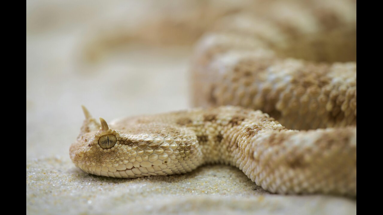 🌿 Horned Viper – The Master of Camouflage! 🐍