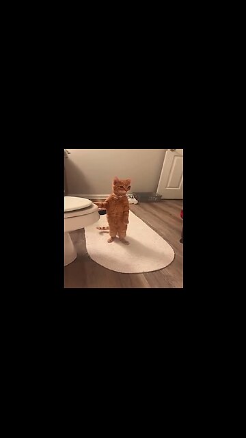 Funniest Animals Videos Part 64