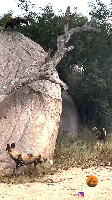 21 Wild Dogs' Hilarious Failures in Hunting Rock Climbing Goats