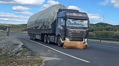 Wow, this big truck hit a cow and dragged it far away😨