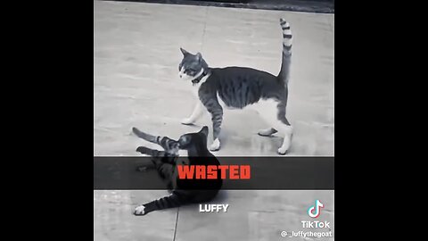 cute cat and 🐈 funny 🤣 videos 2025