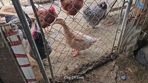 Graham Family Farm: 10:45 AM January 31st 2025