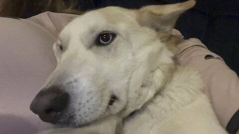 Husky Snuggles