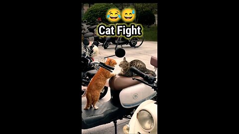 Cat Fight Video Cute kittens #cat #kitten