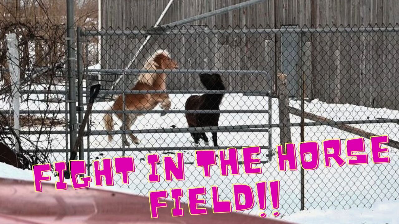 Fight In the HORSE Field!