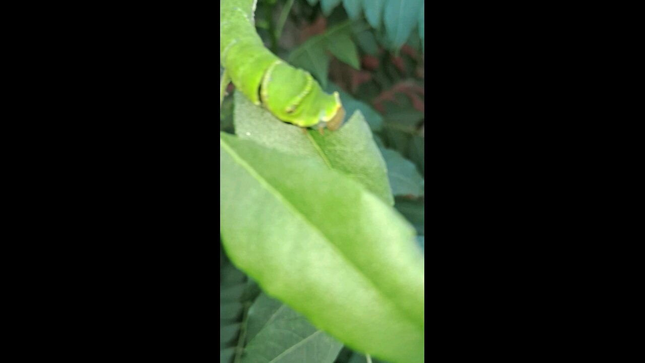 caterpillar eating leaves