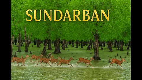 Sundarban All Animals and Royal bengal Tiger 5k