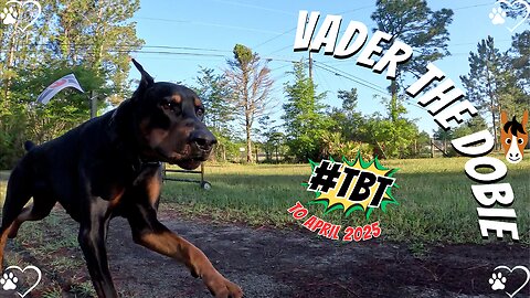 Doberman Throwback Shenanigans: Vader’s April 2025 Yard Party! 🐶🎾