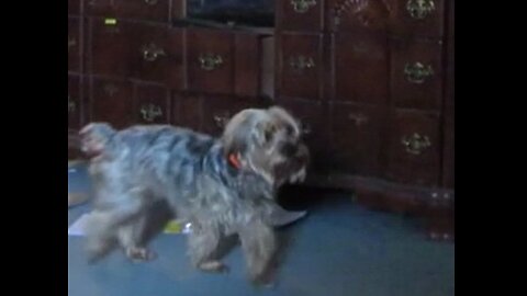 Yorkie hates Elton John! #funnydogs #yorkies #eltonjohn