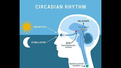 Dr Martin expert circadian rhythms Prof of Harvard how light disrupt to chronic diseases