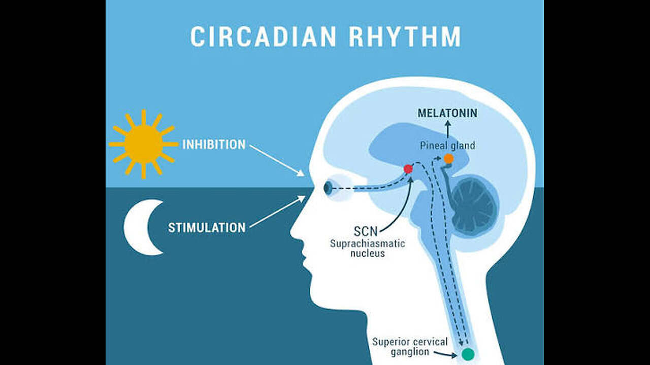 Dr Martin expert circadian rhythms Prof of Harvard how light disrupt to chronic diseases