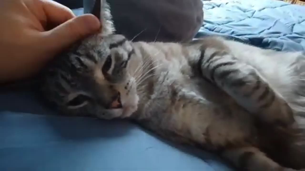 Adorable Cat Revels in Perfect Pets That Will Melt Your Heart