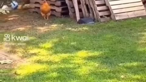 A lil' game of "Chase"