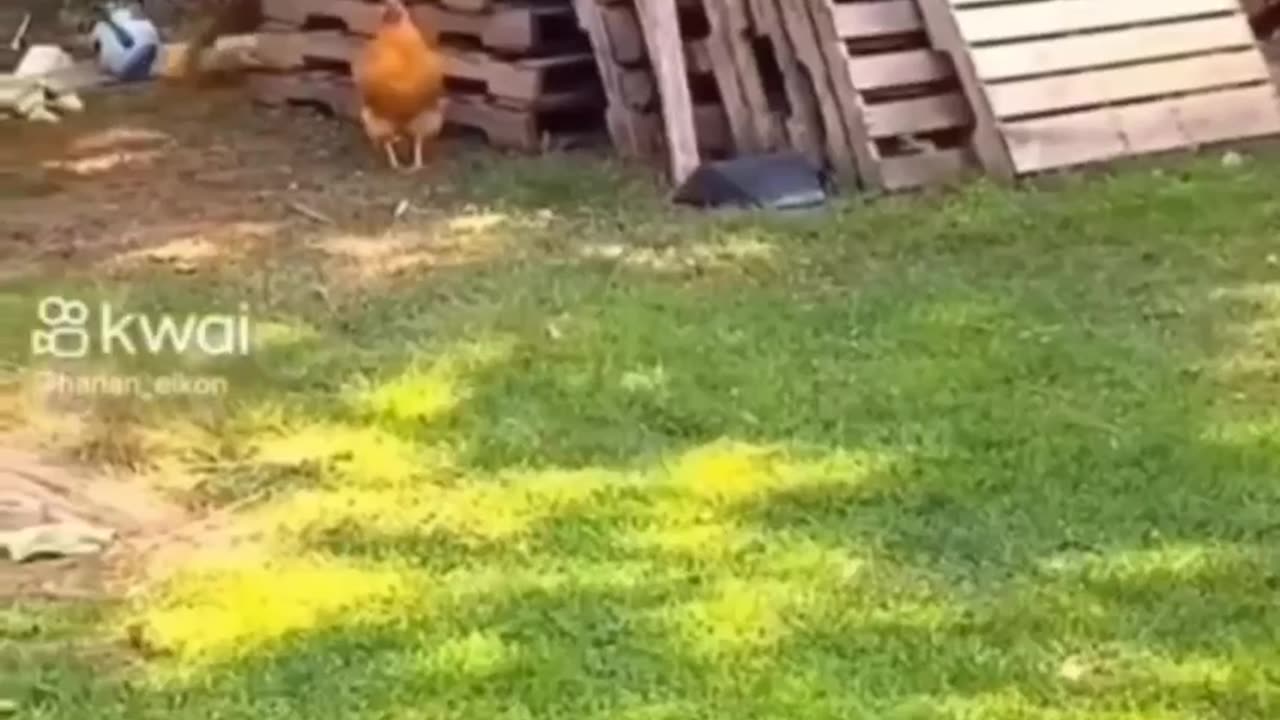 A lil' game of "Chase"