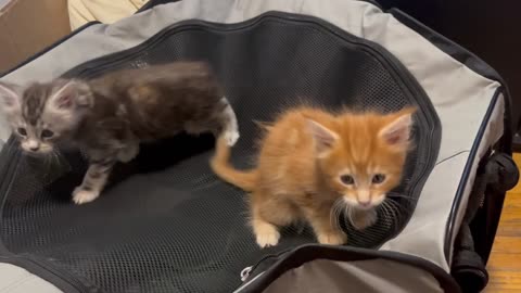 Maine Coon Kittens - Exploring the World