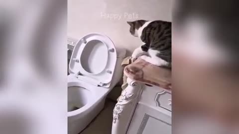 FUNNY ANIMAL VIDEOS