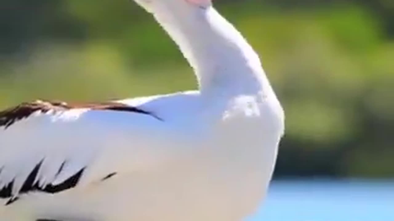How different animals yawn