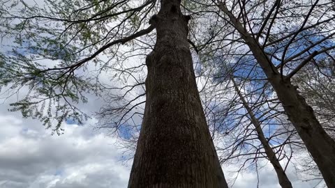 MY MORNING WALK IN THE PARK