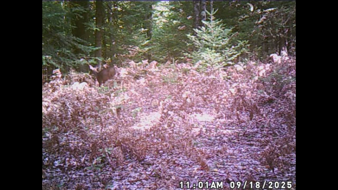 2 is that a fairy following a deer in the woods of Michigan
