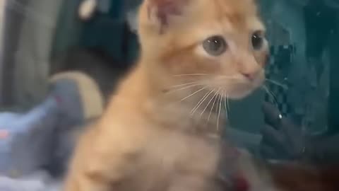 This girl rescued a kitten with a broken leg and then gave it a warm home❤️