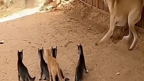 Snake’s Mistake! Cat Mom Strikes Back