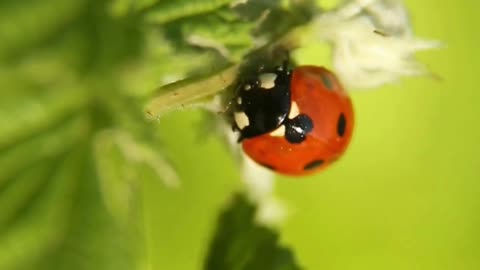 ladybug facts #shorts #ladybug #wildlife #athlete